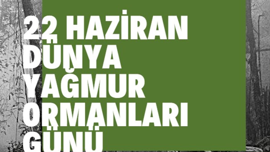YAĞMUR ORMANLARI